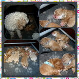 Puppy collage