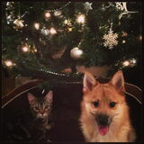 Foto voor kerstkaartje. *Lucie en Xilla