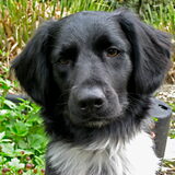 Sietske Sitekse is een schat van een hond, geboren in 2007. Nederlands…