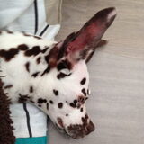 Sooki heeft spitse oren in vergelijking met andere dalmatiërs (ze is…