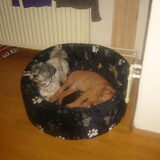 bo en pebbles samen ind e mand... wat een lief gezicht is het toch…