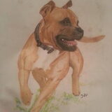 Stafford getekend met pastel