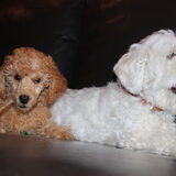 Foto van Inge, baasje van Gina, Flynn en Wobbe