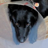 Pepper had een aardig groot abces op haar rug na een beet van een…