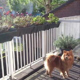 Foto van Melisa & Mylo