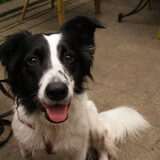 lieve blije roos