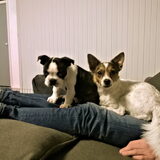 Foto van Romeo en Rocky