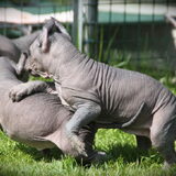 Foto van Peruaanse Naakthonden / Peludo's