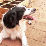 Knapperd