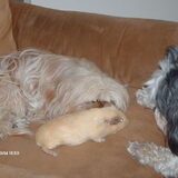 Foto van liesbeth,Turbo,Luna, Levi en Faith