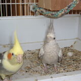 tweety en daisy