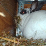Foto van liesbeth,Turbo,Luna, Levi en Faith