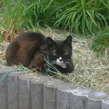Taco, ons oudje, is nu 18,5 jaar