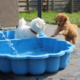 Foto van Inge, baasje van Gina, Flynn en Wobbe