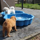 Foto van Inge, baasje van Gina, Flynn en Wobbe