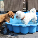 Foto van Inge, baasje van Gina, Flynn en Wobbe
