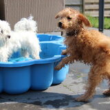 Foto van Inge, baasje van Gina, Flynn en Wobbe