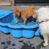 Foto van Inge, baasje van Gina, Flynn en Wobbe