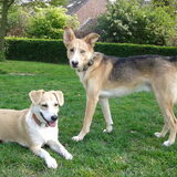 lieve hondjes