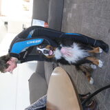 Cooper