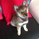 Onze Kruising Sheltie keeshond nu 9 weken