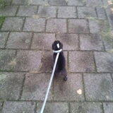 Pablo voor het eerst mee wandelen.
