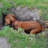 Foto van Annelies met  Sem