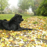 Raja in het bosje