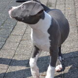9 weken Amstaff Sky