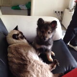 Onze 9 weken oude Diablo met onze kater