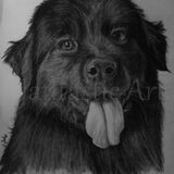 Balou houtskool tekening A4