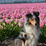 Yin-dee Abby Special Princess "Abby" - Tulpenroute 2014