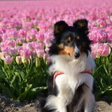 Curious Eevee Special Princess "Eevee" - Tulpenroute 2014