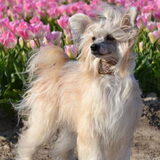 Bachata Romatica Di China Latina "Elphaba" - Tulpenroute 2014