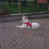 Foto van Denise; Nova & Vancha