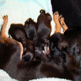 Hallo Dierenvrienden, er zijn afgelopen zondag 3 Pups geboren, was een…