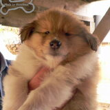 24-04-2014, puppy knuffelen met de Collies!