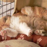 24-04-2014, puppy knuffelen met de Collies!