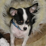 foto's van de pup mickey