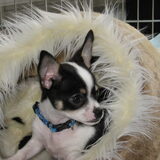 puppie mickey