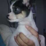 het pupje van sonja silva , oskar
