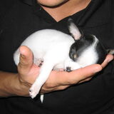 diva in de hand bij pappa