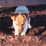 Foto van linneke