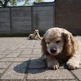 Foto van Frank