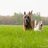 Foto van De Mecheltjes clan