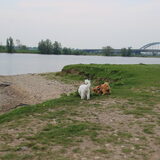 Foto van Inge, baasje van Gina, Flynn en Wobbe