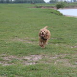 Foto van Inge, baasje van Gina, Flynn en Wobbe
