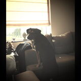Onze nieuwsgierige hond alles in de gaten houden