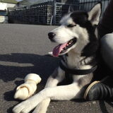 Foto van shelly