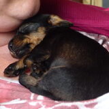 Dit wordt waarschijnlijk ons 2e hondje, Lizzy. Een kruising tussen een…